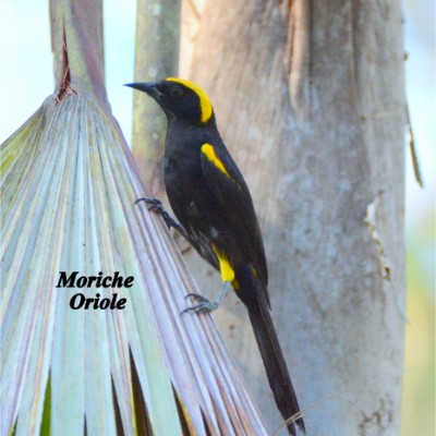 Moriche Oriole